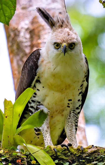 Juvenile ornate hawk eagle