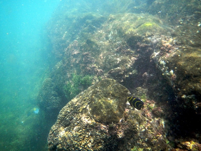 Snorkeling