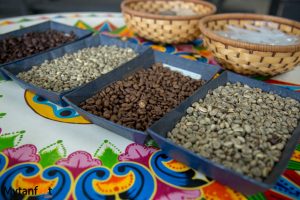 Costa Rican Coffee: Best Brands, Tours, History and More