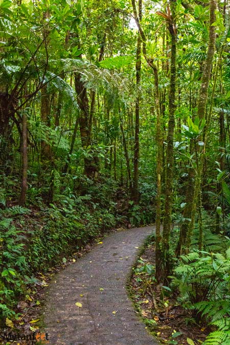 Hanging bridges trail