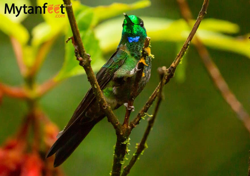 Selvatura park hummingbird