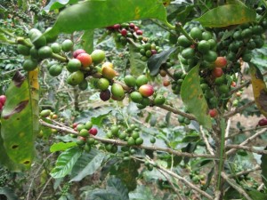 costa rican coffee