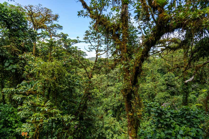 selvatura park cloud forest