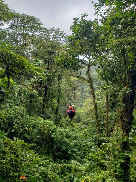 selvatura park zipline