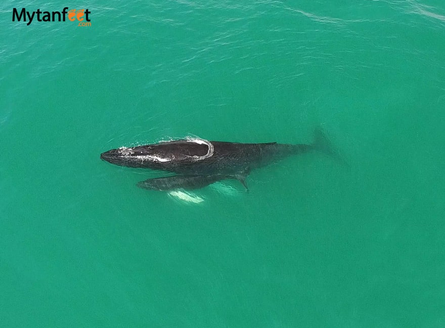 Humpback whales in Costa Rica - Mom and baby in uvita. Costa Rica whale watching tours 