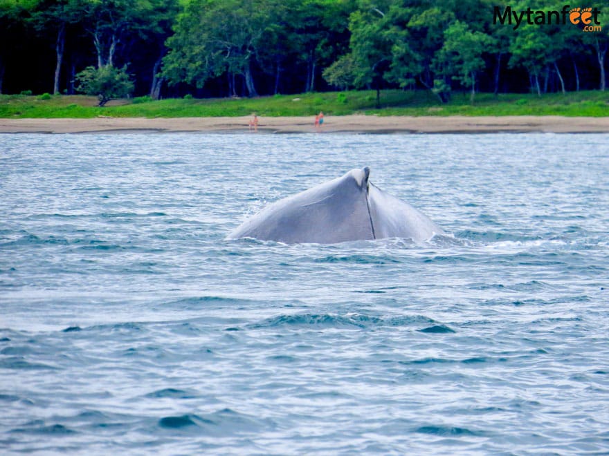 Humpback whales in Costa Rica - Playa Matapalo Humpback whales in Costa Rica - Playa Matapalo
