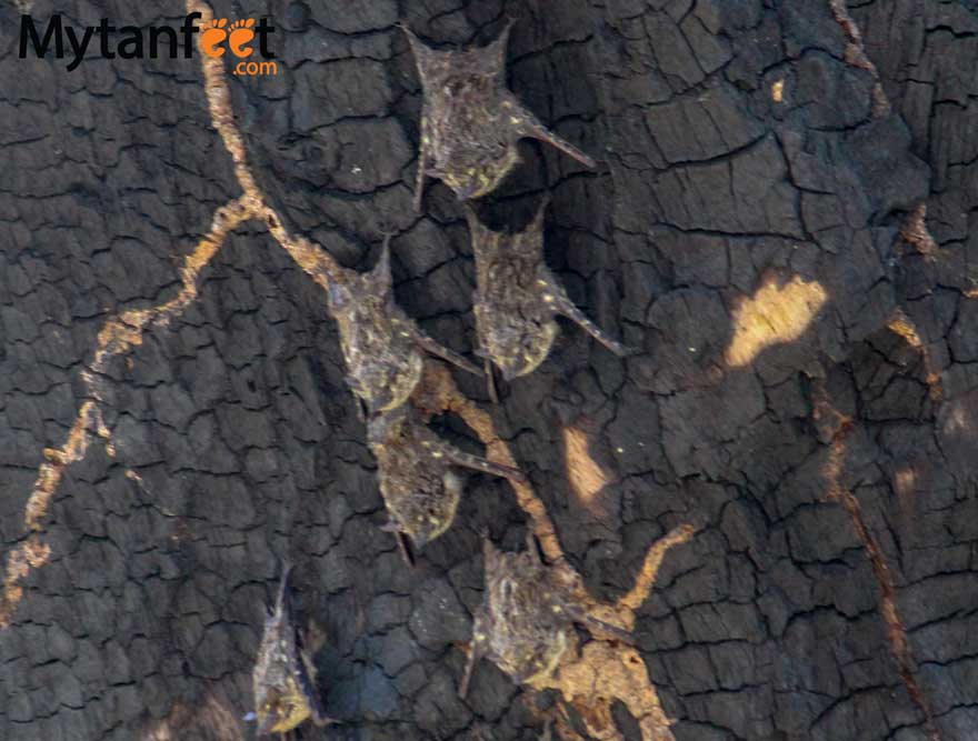 Family of bats