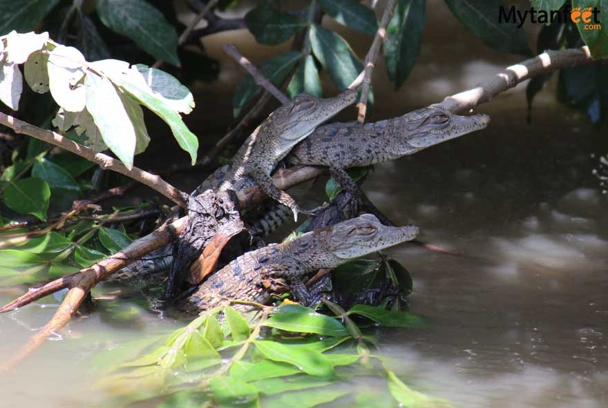 baby crocodiles 