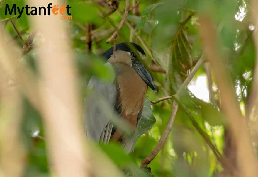 Boat billed heron