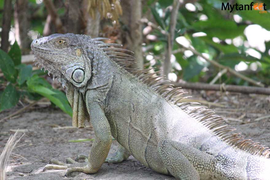 Iguana