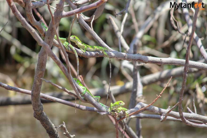 Baby iguanas