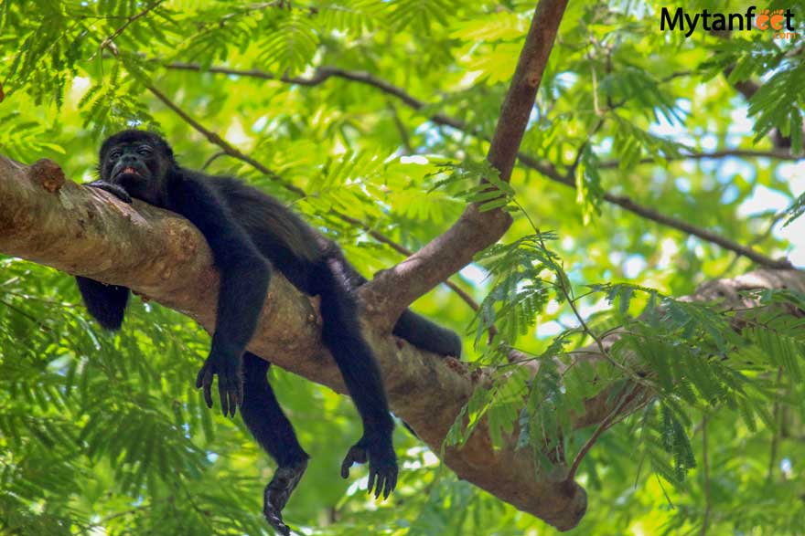 Howler monkey