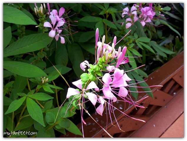 Flowers of Costa Rica