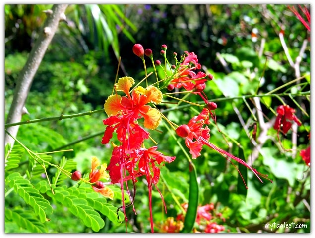 Flowers of Costa Rica