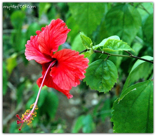 Flowers of Costa Rica