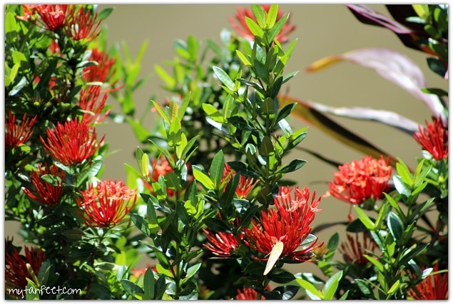 Flowers of Costa Rica