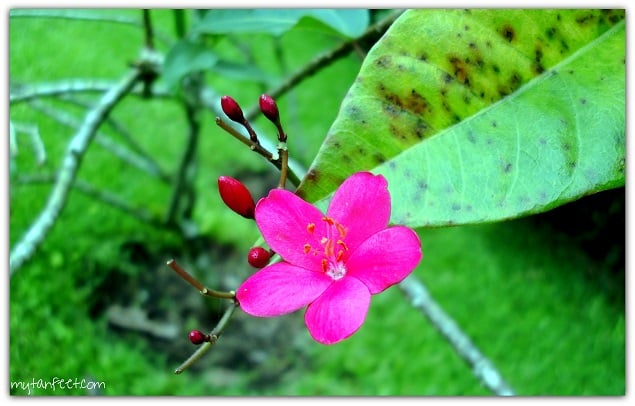Flowers of Costa Rica