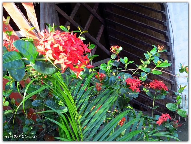 Flowers of Costa Rica