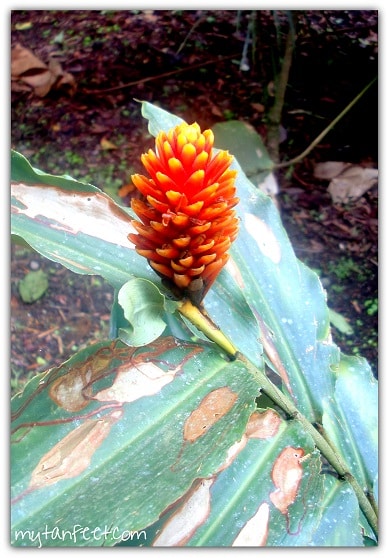 Flowers of Costa Rica