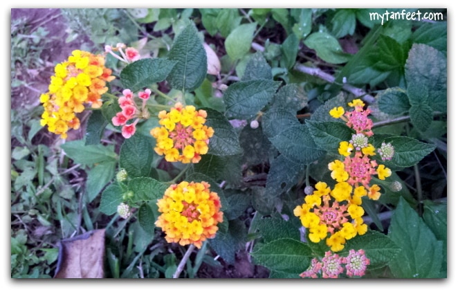 Flowers of Costa Rica