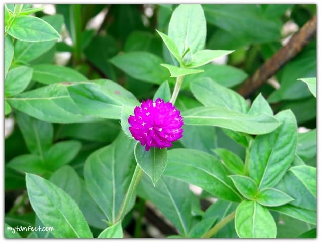 Flowers of Costa Rica