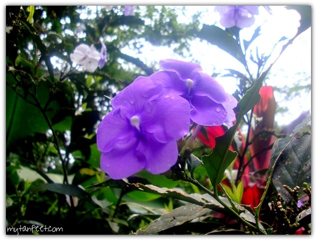 Flowers of Costa Rica