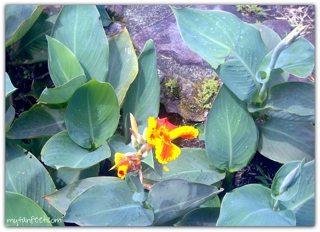Flowers of Costa Rica