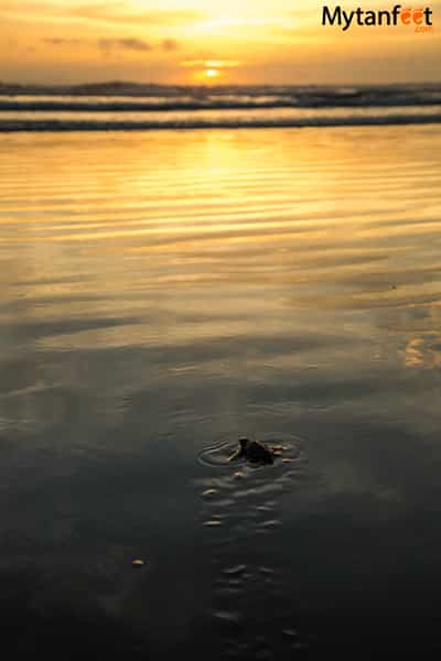 Ostional Wildlife Refuge - baby sea turtle