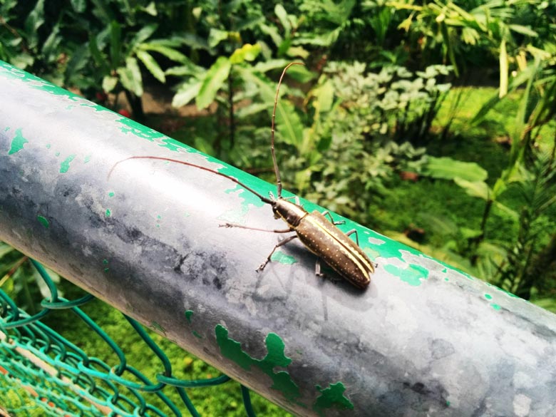 insects in Costa Rica - beetle 