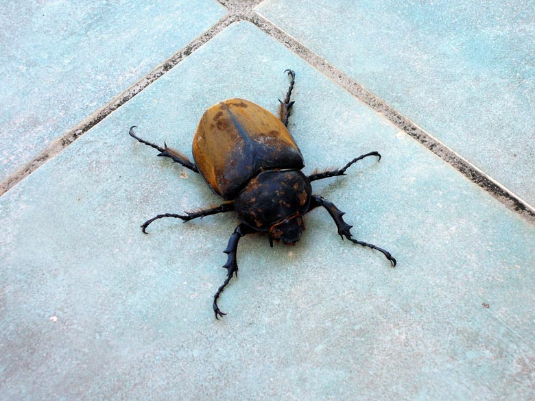 insects in Costa Rica - big beetle