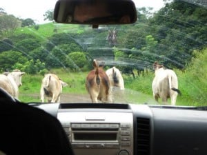 Driving in Nicoya peninsula Renting a car in Costa Rica - driving in the Nicoya Peninsula