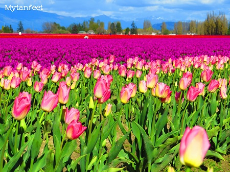 Tulips Galore At Skagit Valley Tulip Festival In Washington