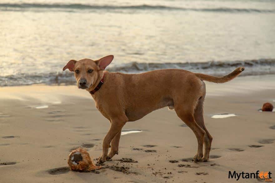 do costa allow dogs