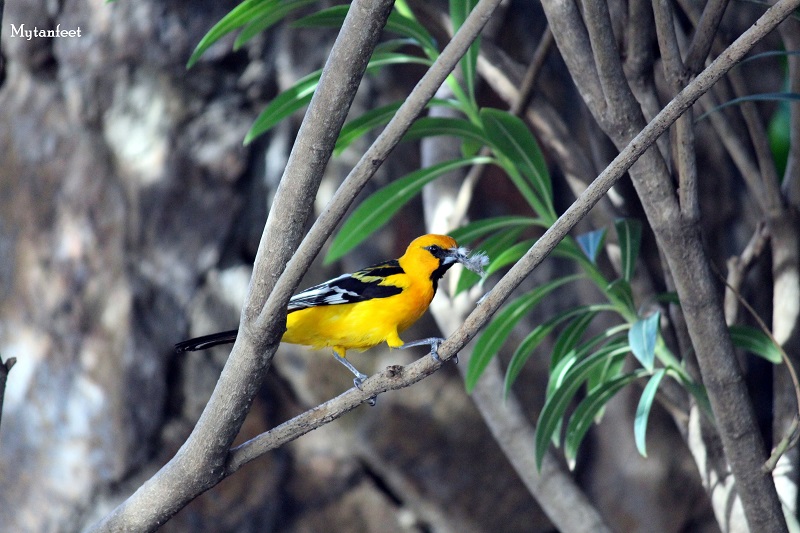 spot breasted oriole