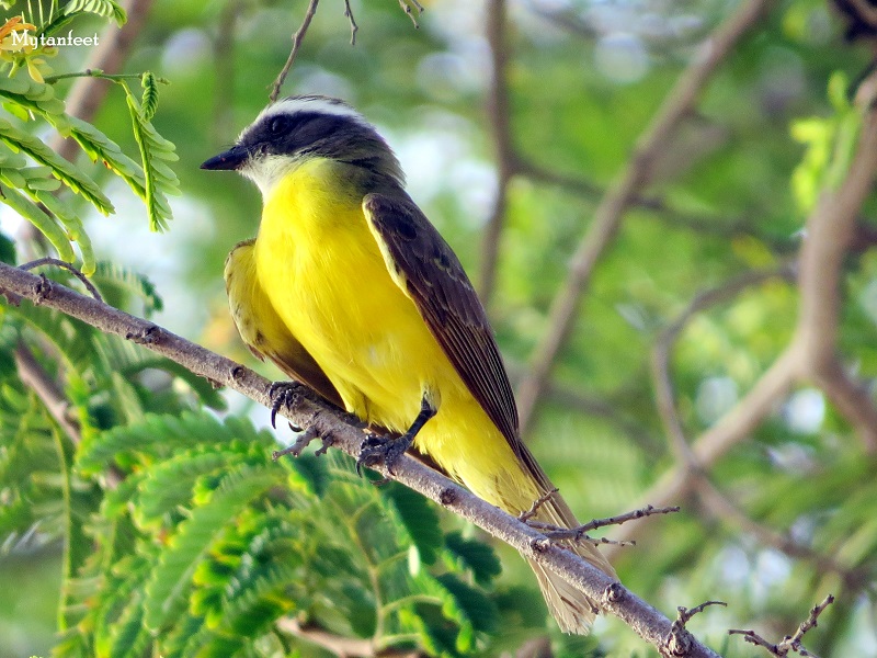 Great Kiskadee