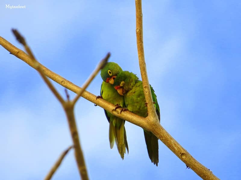 parrots