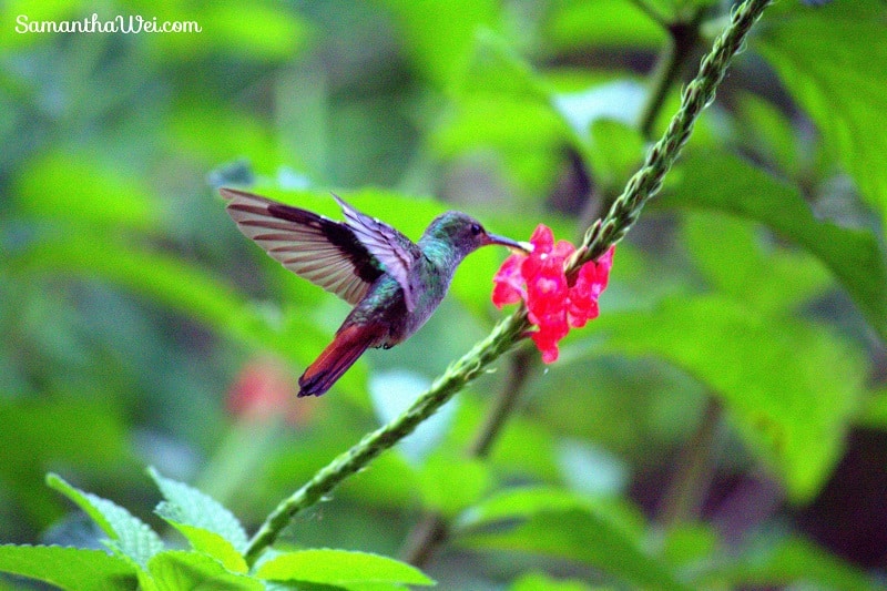 Rufuos tailed hummingbird