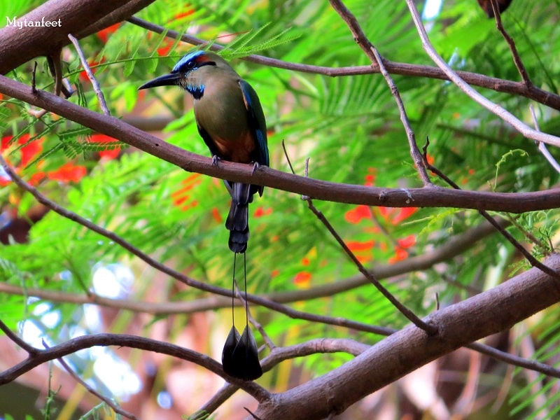 Turquoise browed Motmot