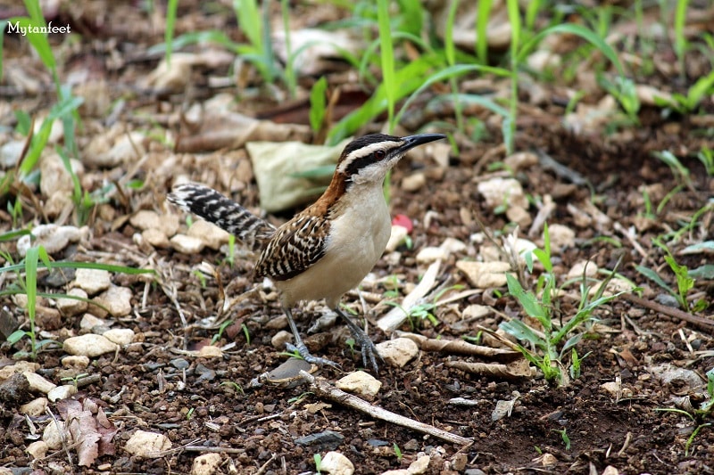 birds of costa rica - Rufuos Naped Wren