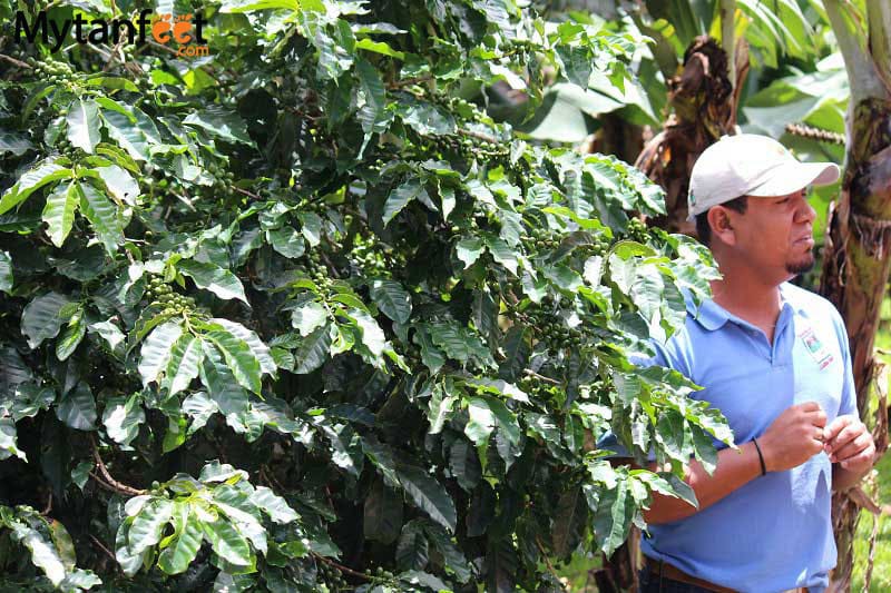 things to do in costa rica - coffee tour