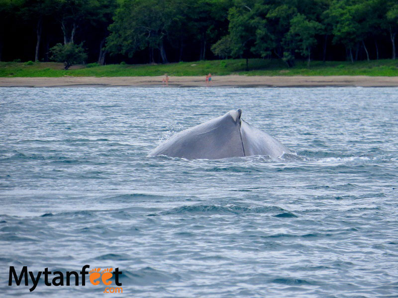 things to do in costa rica -Humpback whale watching