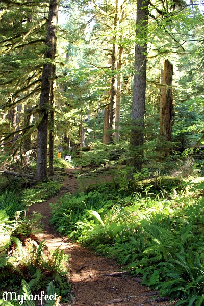 Discover the Beauty of Mount Rainier National Park in One Day