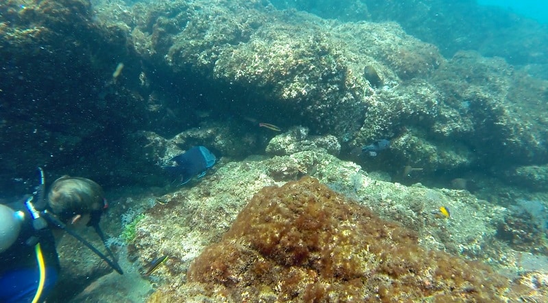 snuba in costa rica ocean floor and fish