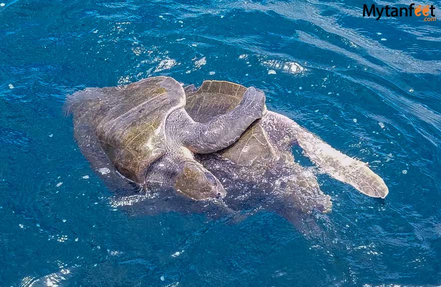 Costa RIca weather - turtles in rainy season