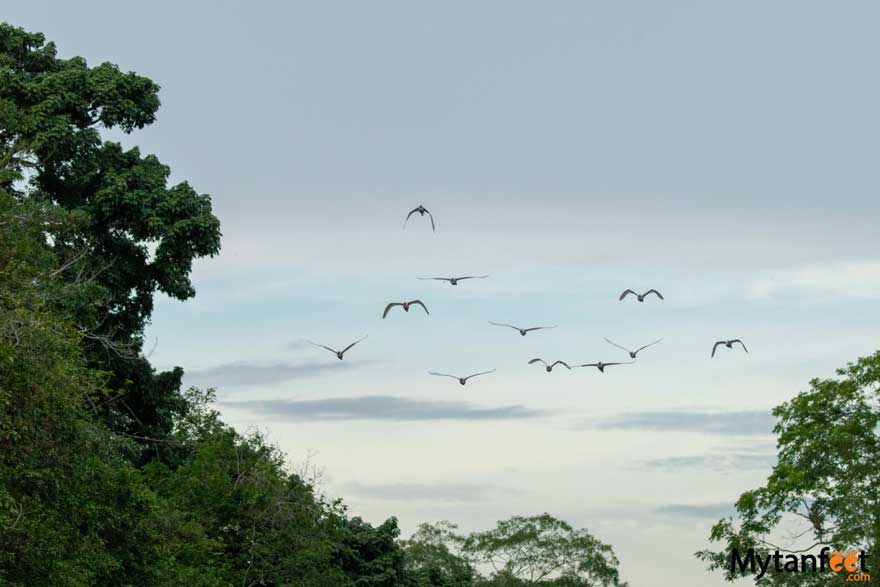 rio frio safari float - Pure Nature safari from La Fortuna