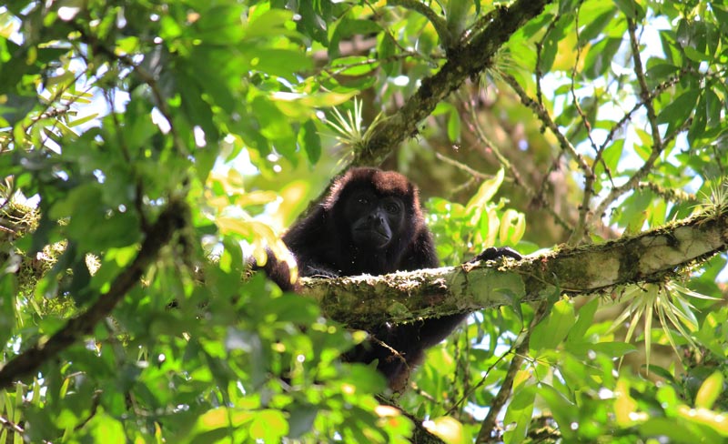 Rio Frio Safari Float - howler monkey