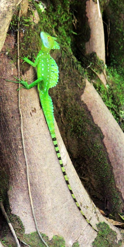 nature safari in rio frio - jesus christ lizard