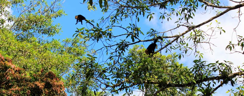 Rio Frio Safari Float- jumping white face monkeys