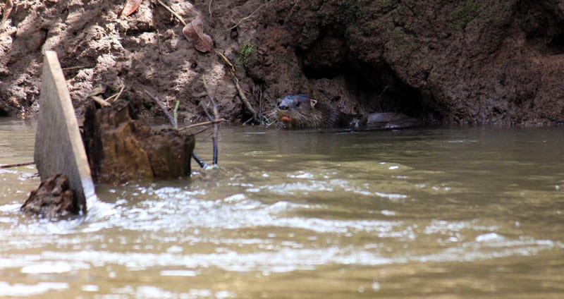 Rio Frio Safari Float - otter