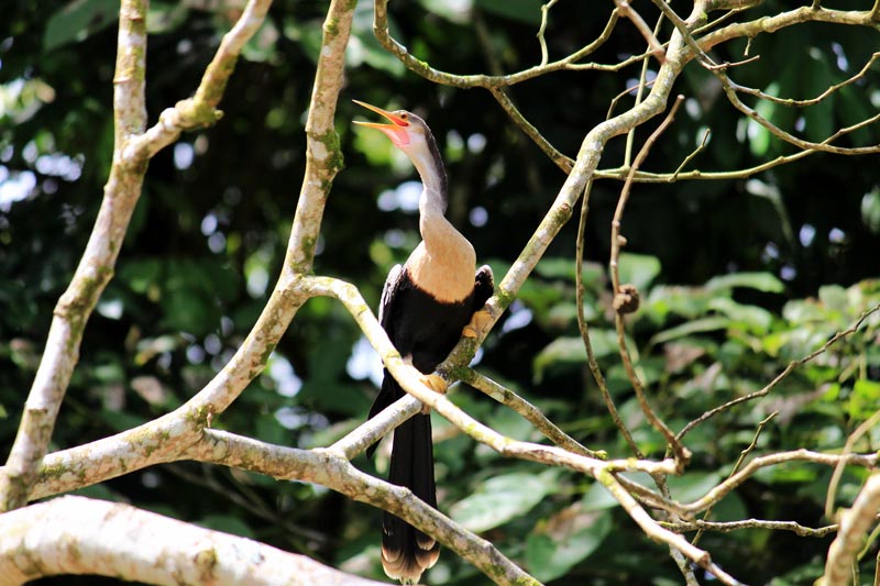 Rio Frio Safari Float - anhinga